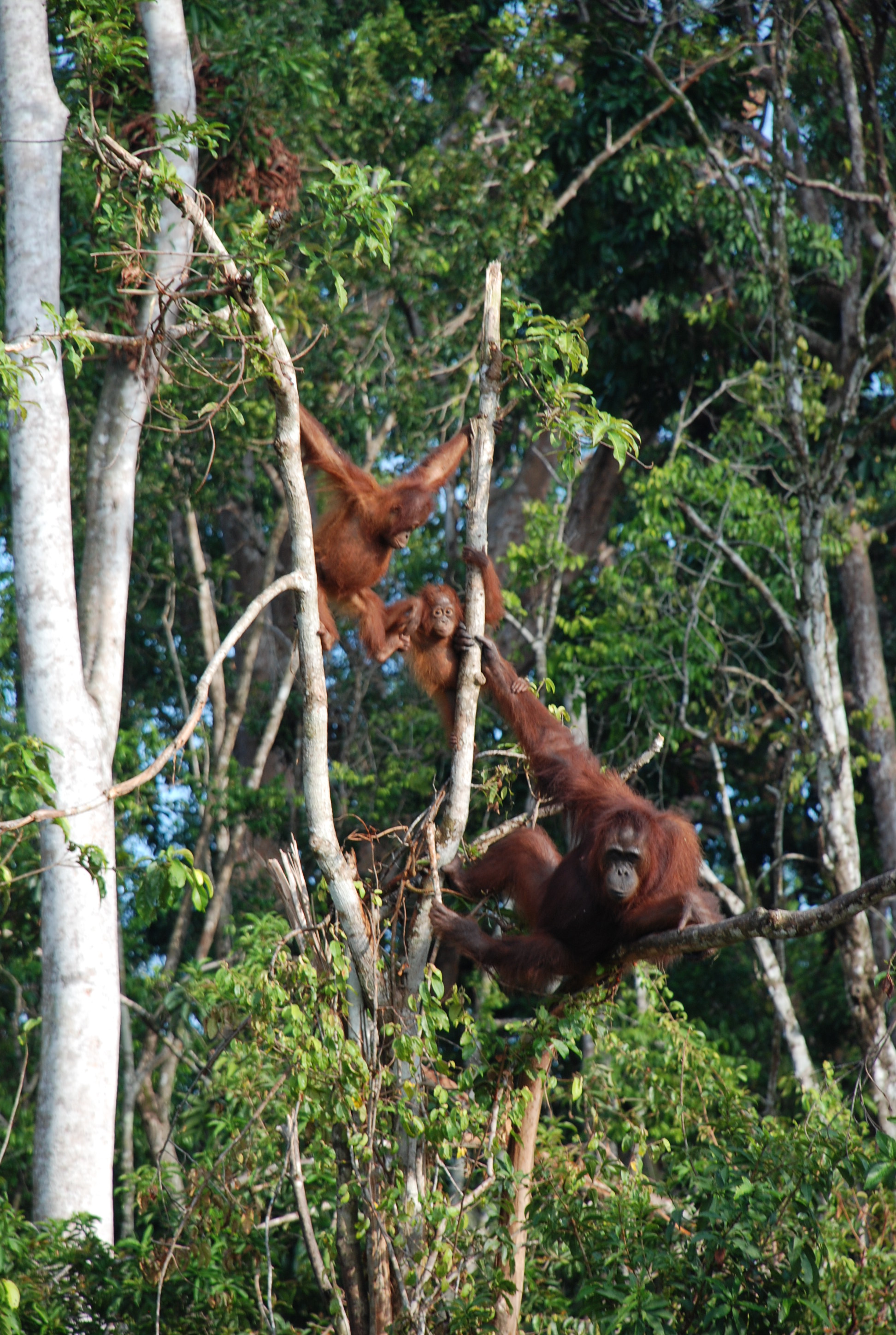 OrangUtan(2).JPG