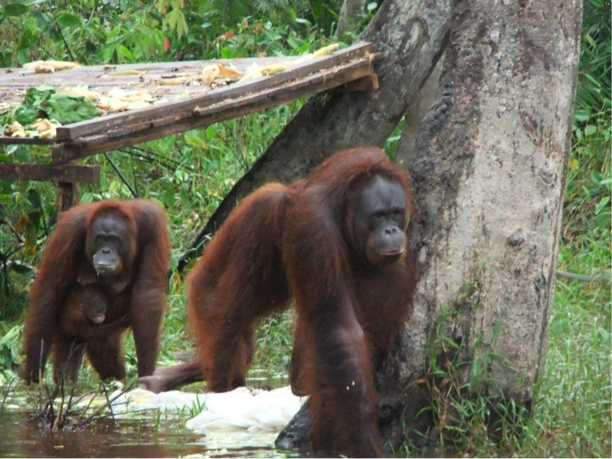 Orangutan .png